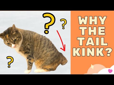 Short Tail Cat: Kinked or Damaged?