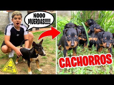 MY BULL TERRIER MEETS THE PUPPIES!!! BAD IDEA