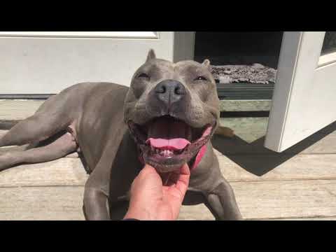 Saucey, an adopted Pit Bull Terrier in Berkeley, CA_image-1