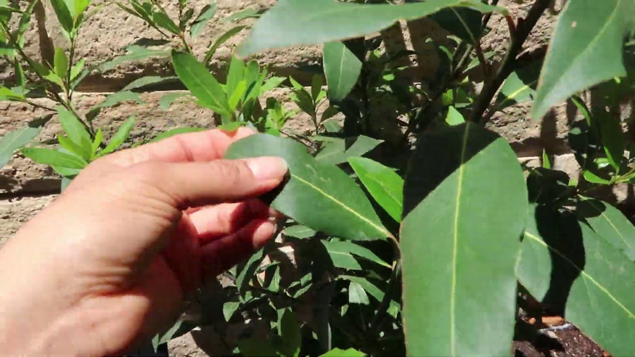 Laura Bay Leaf Tree // Growing in a container/ Harvesting Bay Leaves