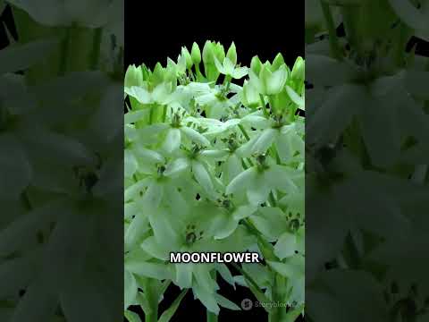 MOST BEAUTIFUL FLOWERS IN THE WORLD! #trending #shortvideos #youtube #short #shorts #viralvideos