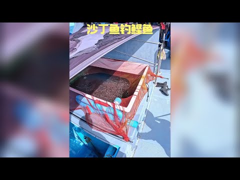 漁民用沙丁魚打窩，平均每分鐘就能從海中釣到上千斤大鰹魚 #釣魚 #釣魚人 #釣魚的樂趣只有釣魚人懂 #釣魚人就是這麼瘋狂