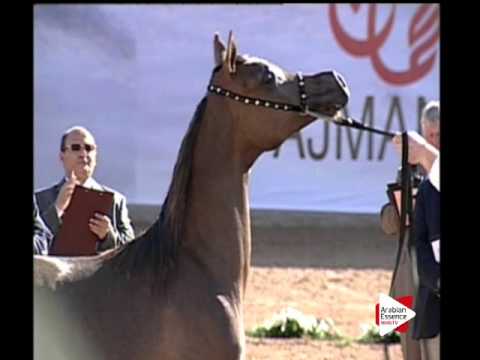 N.21 AL ARYAM MARHABA - Ajman 2016 - Yearling Fillies 1 year old (Class 1B)