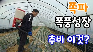 쪽파 폭풍성장! 1추 추비 이것? 깐쪽파 수확시기? #쪽파탈피기