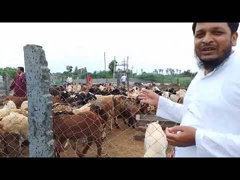 Taqwa ke bagair qurbanika gosht nahi pahonchta.
