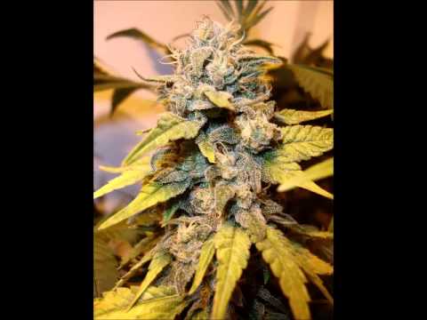Warning! Kush (Cannabis Indica) Trip Replicator - Binaural + Isochronic Tones