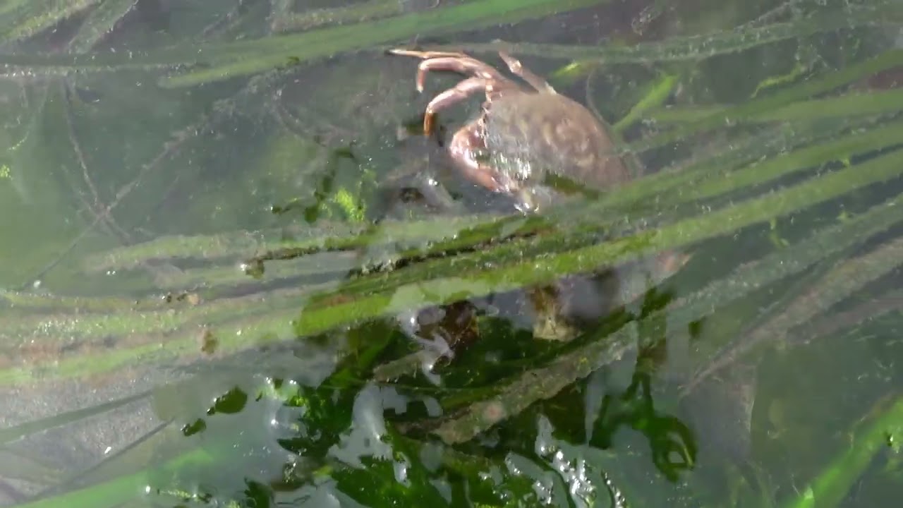 Conoce la hierba marina con los Naturalistas de playa de Seattle Aquarium