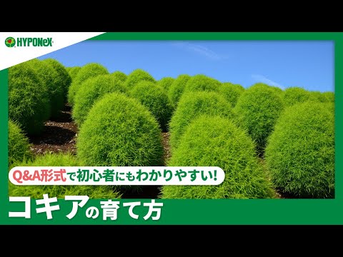 毛むくじゃらの泡草 植物