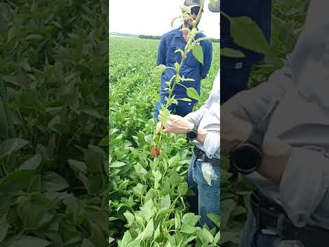 dia de campo em.Jatai-Goias #jatai #agro #agronomia #plantasdaninhas