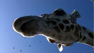 Watch out for that TONGUE!!!!