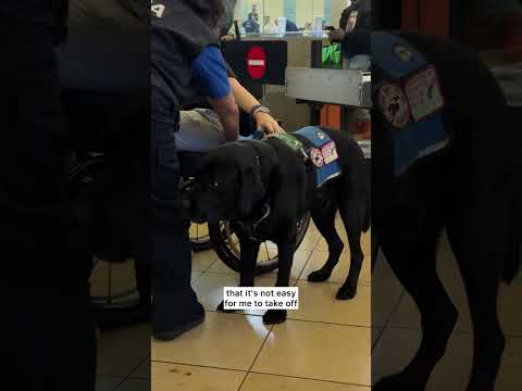 #Travel #Airport #TSA #ServiceDog #Disabled • • [Video Description: A variety of clips of Cassidy