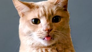 Cats Are Hilariously Cute | Funny Pet Videos