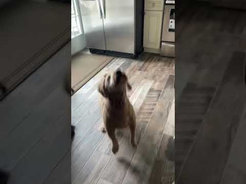 My dog 🐶 likes a sock