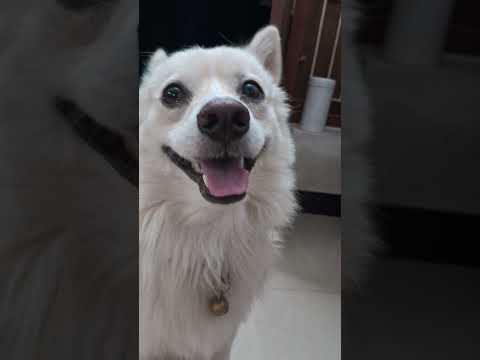 Any dog lovers here  #sorts #APT