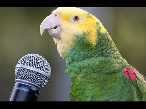 Bébés animaux perroquets et oiseaux mignons compilation (2021)