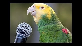 Bébés animaux perroquets et oiseaux mignons compilation (2021)