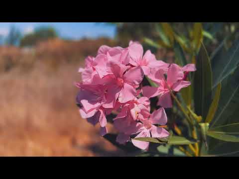 Minor Swing - Django Reinhardt. Kusadasi, Turkey.