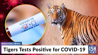 Tigers Tests Positive for COVID-19