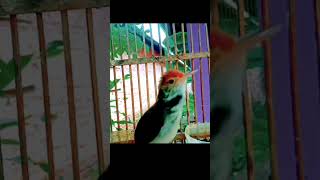 Download lagu masteran prenjak lumut gacor#prenjaklumutgacor #prenjakgunung #prenjakmerah #shorts mp3