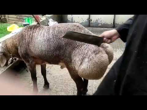 pure turkey dumba male 140 kg 6 daat