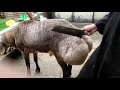 Pure Turkey Dumba Male 140 Kg 6 Daat
