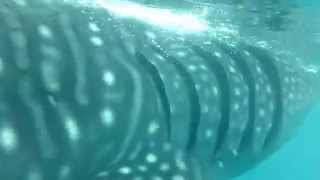 preview picture of video 'Whale shark wathing in Oslob, cebu, Philippines.'