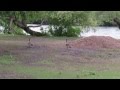 Canada Geese And Baby Goslings With Music