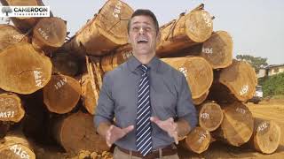 Most Affordable & Quality Wood Supplier Worldwide | CameroonTimberExportSarl