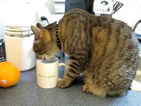 Cats won't drink from water bowl