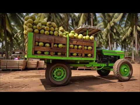 How Nata de Coco Is Made : Inside the Modern Factory