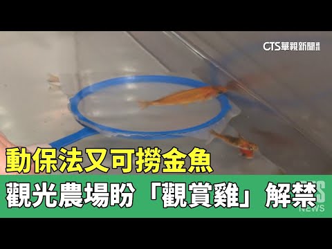 動保法又可撈金魚　觀光農場盼「觀賞雞」解禁