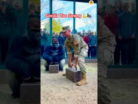 Soldier Can’t Lift Heavy Weight But Gorilla Lifts It Easily #subscribe #shorts