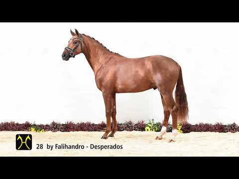 Verden Stallion Licensing 2021 - Dressage -  Nov. 4-6 - No. 28 Stallion by Falihandro - Desperados