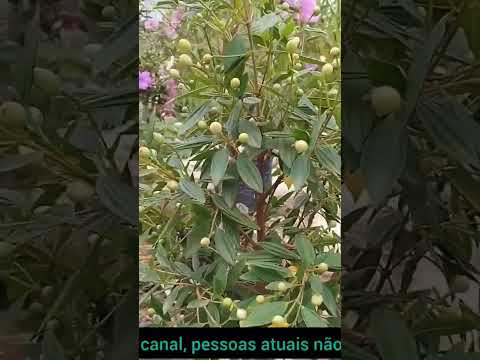 Até Deu Sol - Manacá da Serra