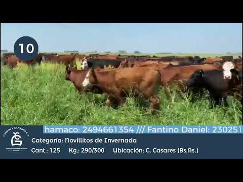 Lote Novillitos Inv - C. Casares Bs As