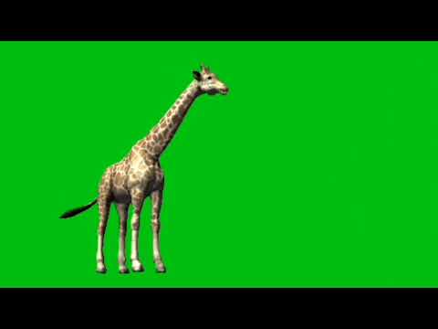 Giraffe animal cartoon#green screen#nosheen