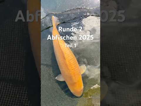 Video Vorschau Teil 1 Karashigoi