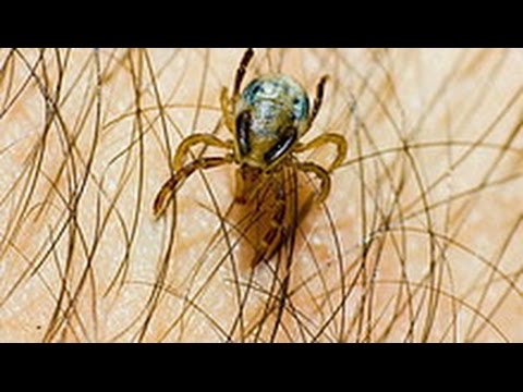 TOXIC TICKS