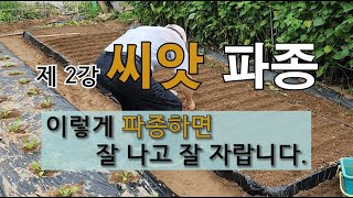 제 2강 씨앗 파종 이렇게 파종 하면 잘 나고 잘 자랍니다. #씨 뿌리기 #파종 방법 #씨 뿌리는 방법.
