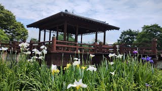 20250530 佐賀市 大和中央公園 花菖蒲
