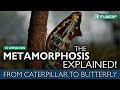 The Metamorphosis Explained From Caterpillar To Butterfly