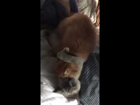 Cats mating with hugs and kisses, like humans.