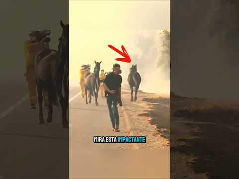 Todos huían del incendio… menos esta yegua! #shorts