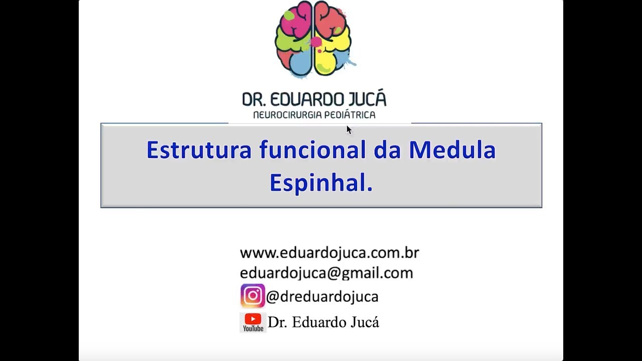 Estrutura da Medula Espinhal