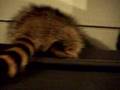 Raccoon At Worlds Of Fun Amusement Park