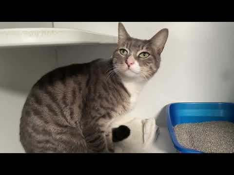 Valentino, an adopted Domestic Short Hair in Clifton, NJ_image-1