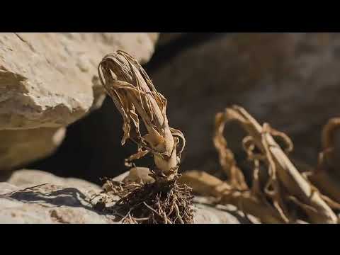 Mark 4:3-20 The Parable of the Sower