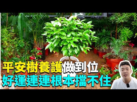 平安樹風水