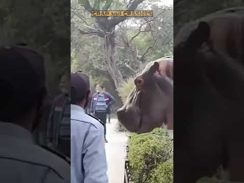 Sесuritу Guаrd risking his life to save зоо visitors from a hiрро