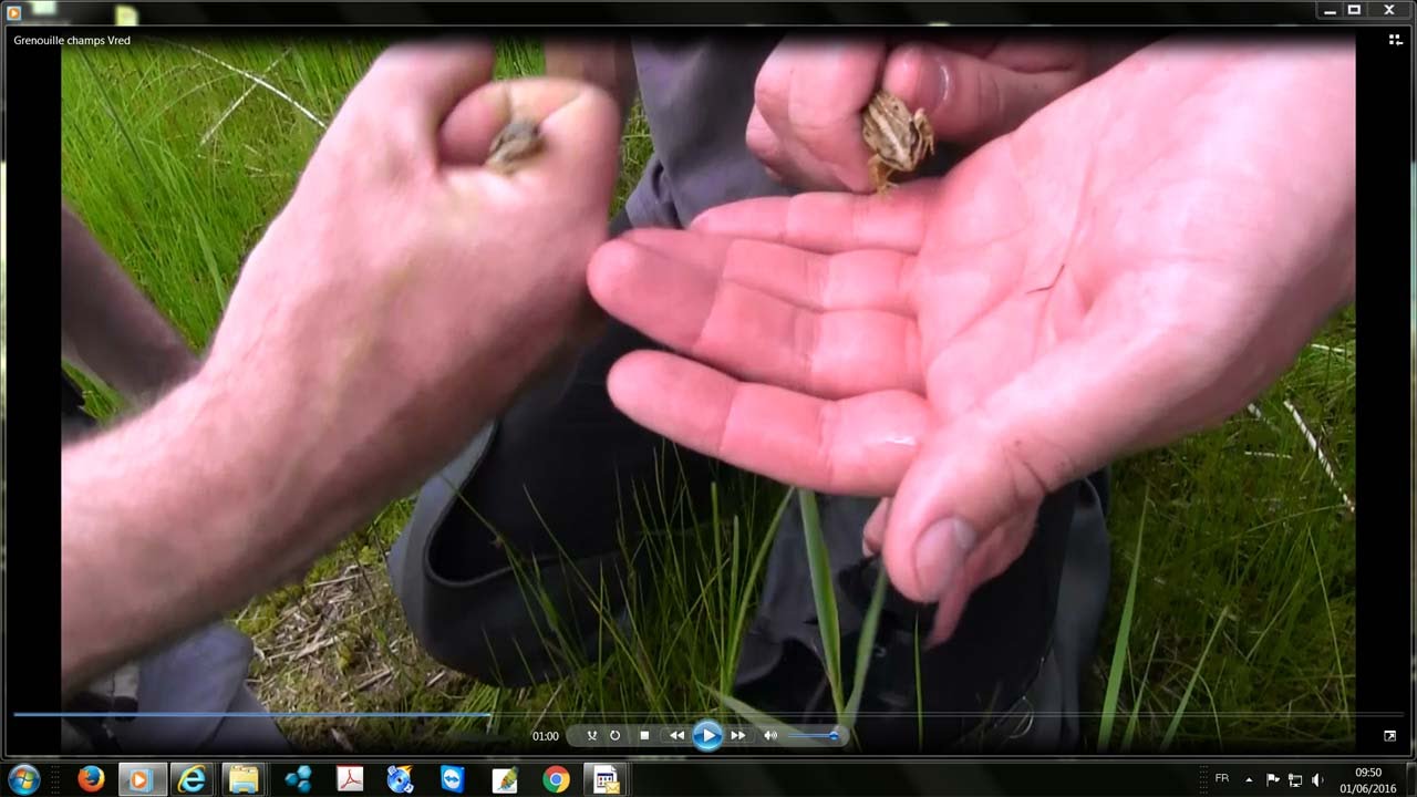 Suivi scientifique de la grenouille des champs